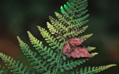 Guide pratique : Lancer sa première campagne de dons