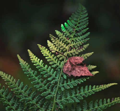 Guide pratique : Lancer sa première campagne de dons